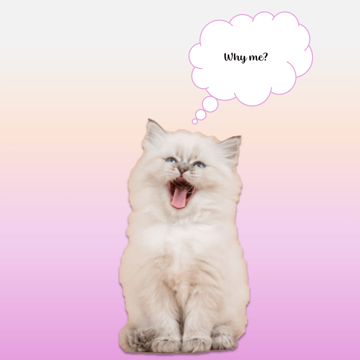 5 Cat Breeds with Health Problems to&nbsp;Avoid