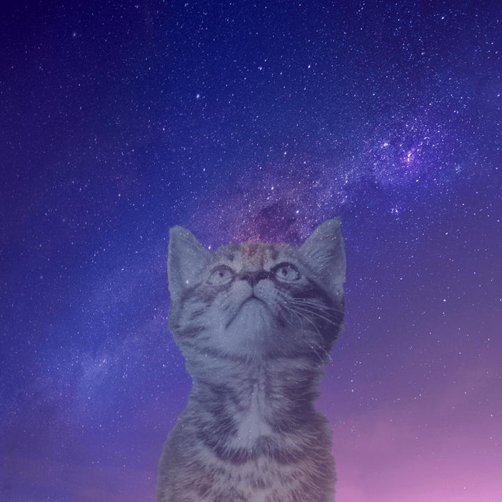 I Performed My First Euthanasia Today: I Will Remember it&nbsp;Forever